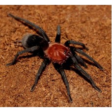 Bumba cabocla - Brazilian Redhead Tarantula